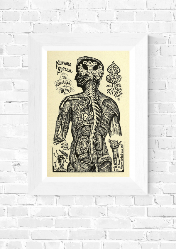 Structure of Man – Vintage Scientific Anatomy Illustration Print - Image 5