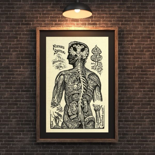 Structure of Man – Vintage Scientific Anatomy Illustration Print - Image 2