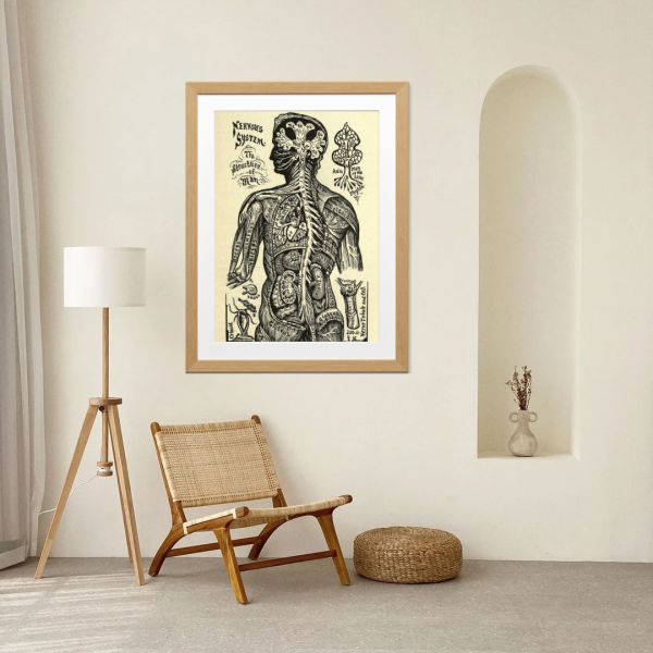 Structure of Man – Vintage Scientific Anatomy Illustration Print - Image 3