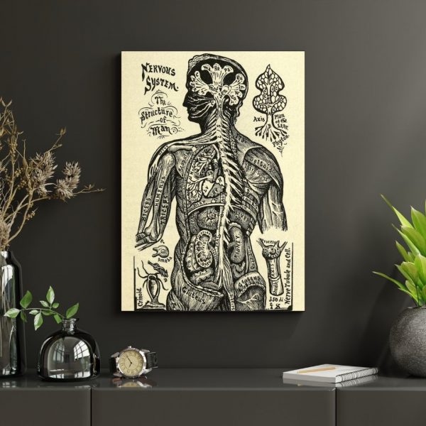 Structure of Man – Vintage Scientific Anatomy Illustration Print - Image 4